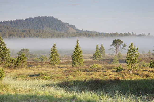 Šumava