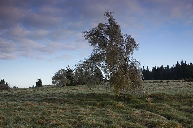 Šumava