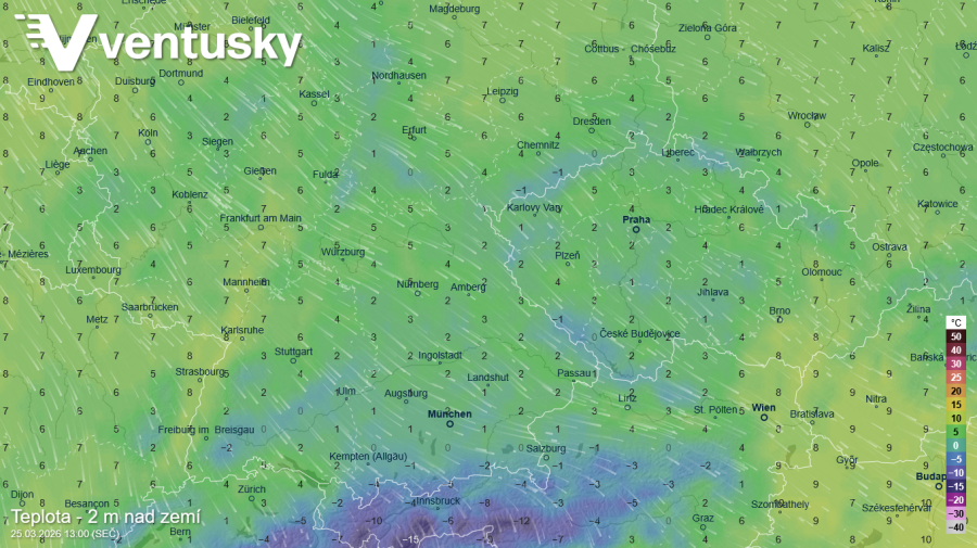 Květy břízy (jehnědy) šířící pyly – nejvýznamnější jarní alergen, její sezóna by mohla nastoupit už příští týden