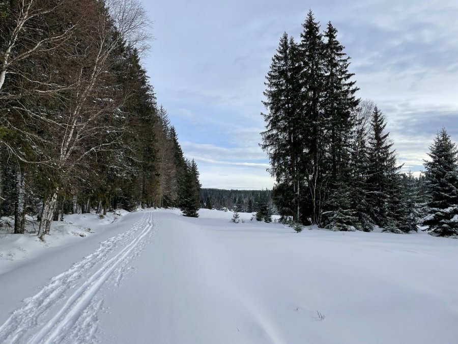 Sníh