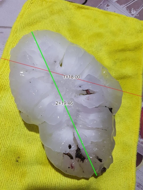 Kroupa