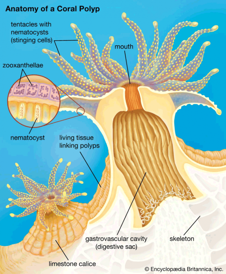 Zooxanthellae