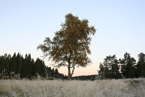 Šumava