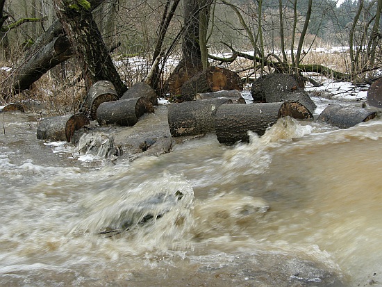 Lyžování