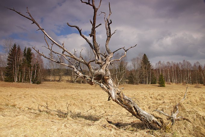 Šumava