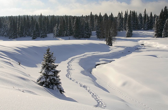 Šumava