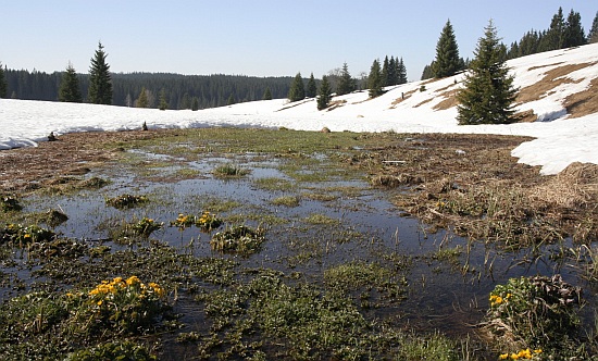 Šumava