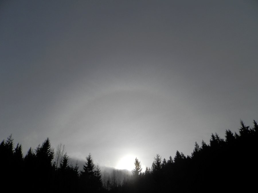 Halo nad lesem