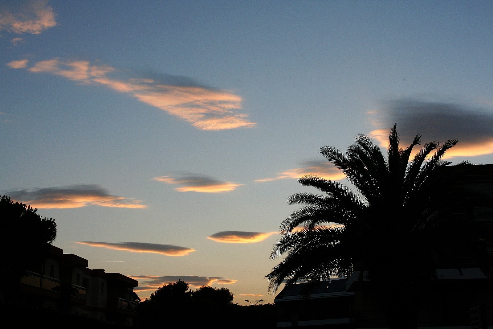 Lenticularis
