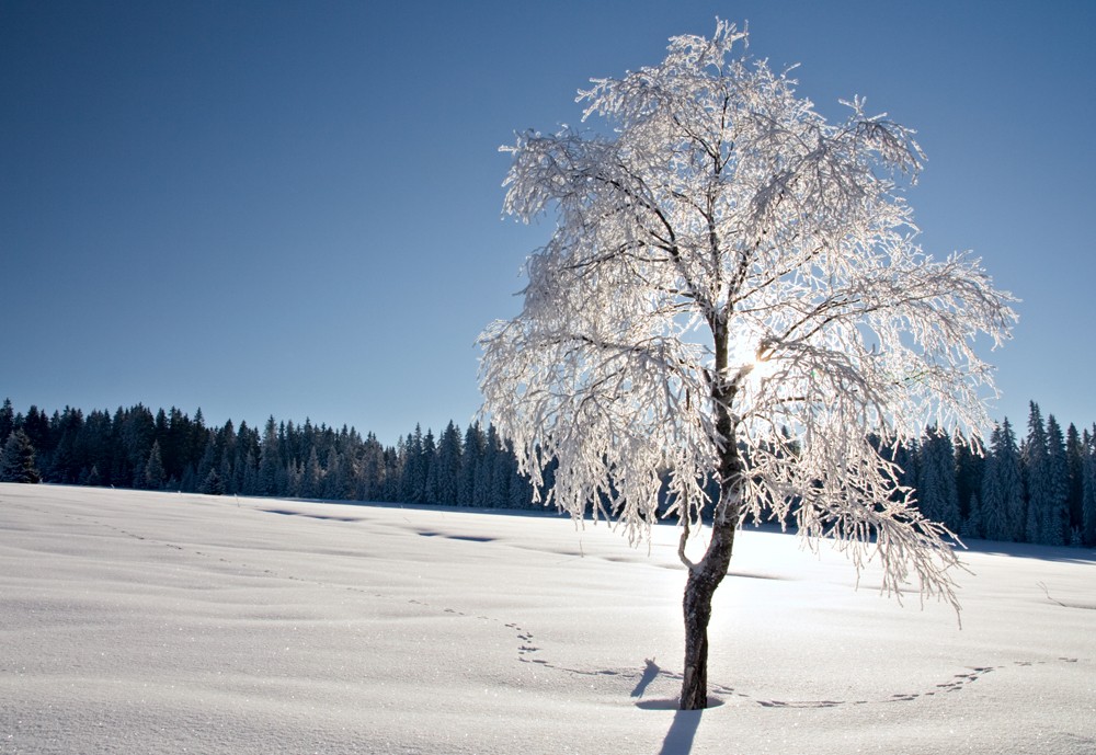 Šumava