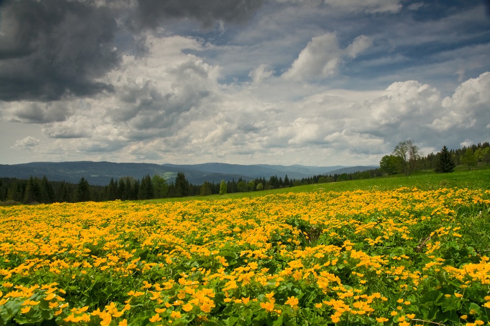 Šumava
