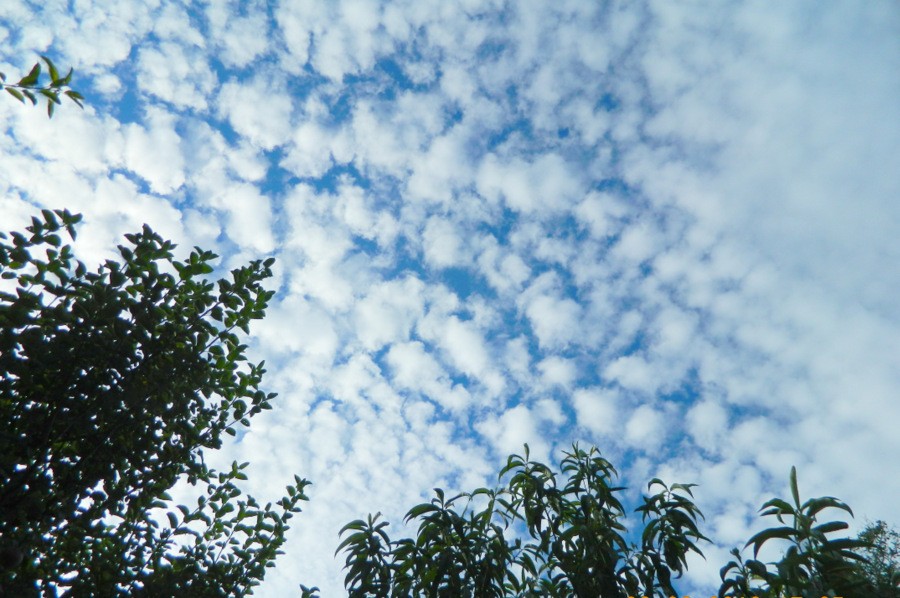 Altocumulus