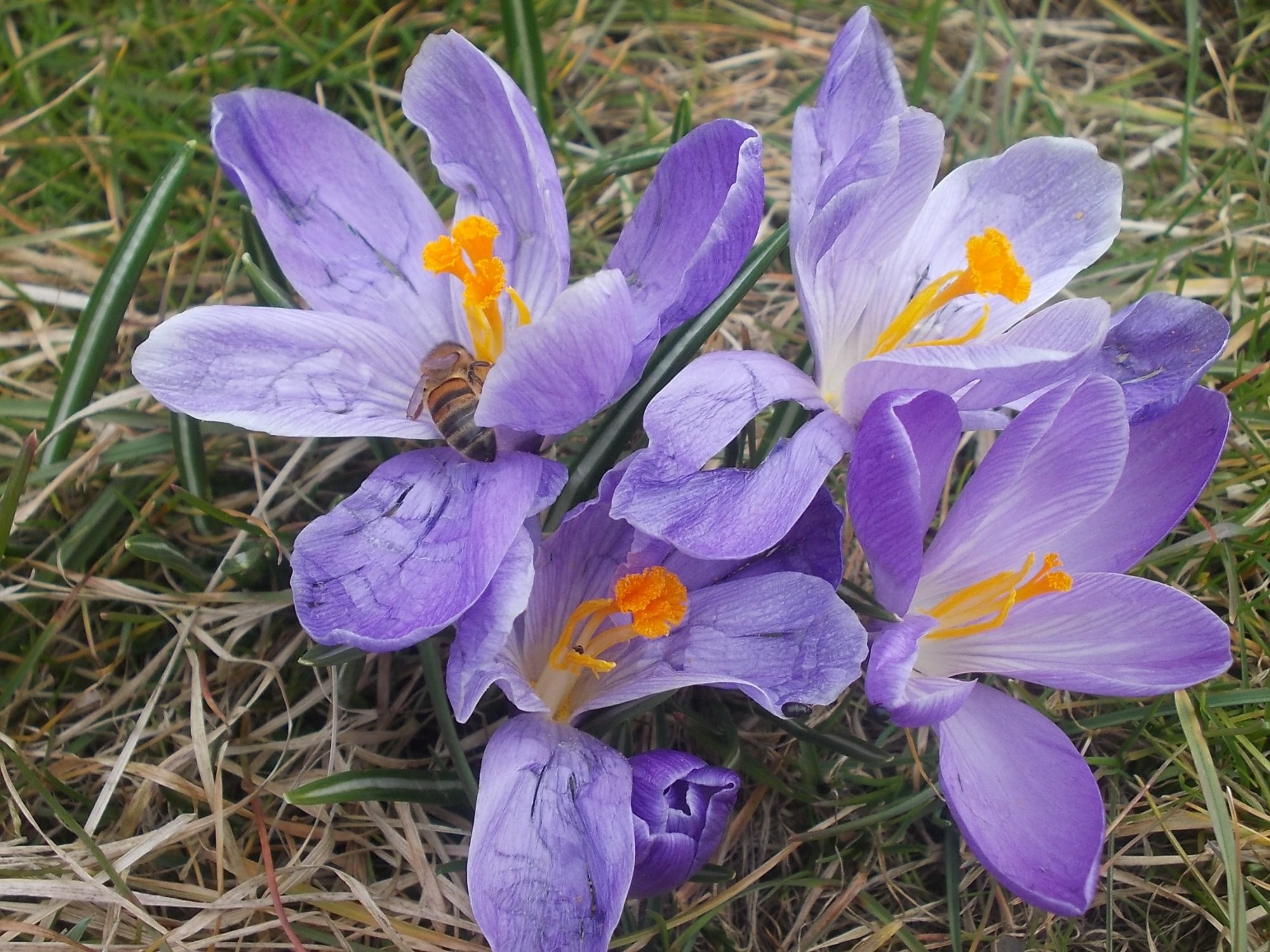 Krokus - 8.3.2014 13:43