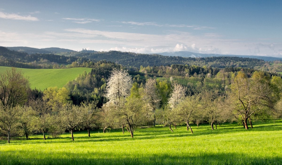 Šumava u Sušice