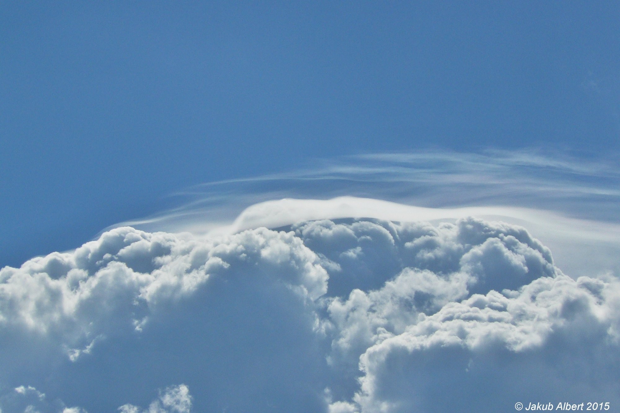 Pileus