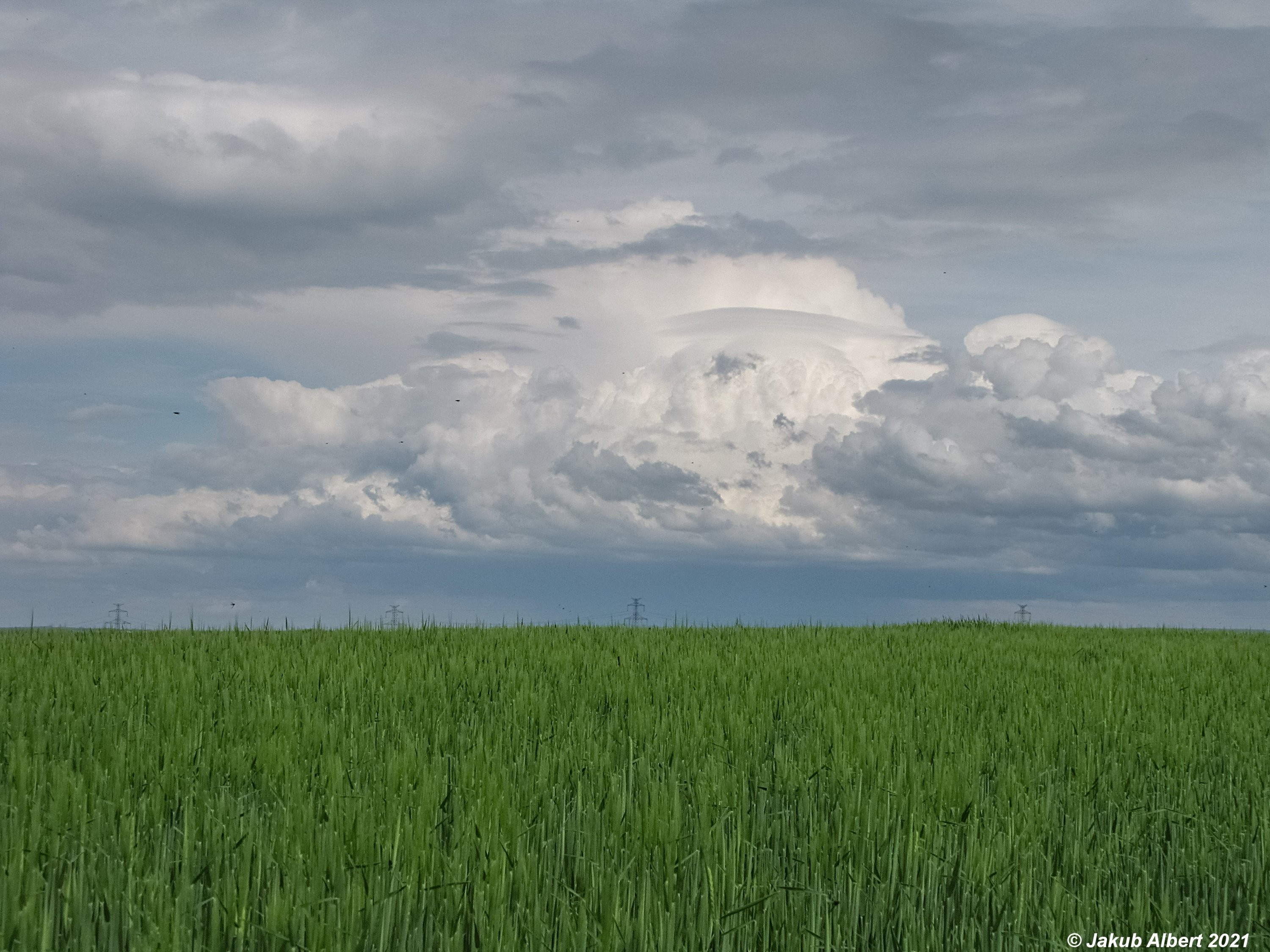 Pileus