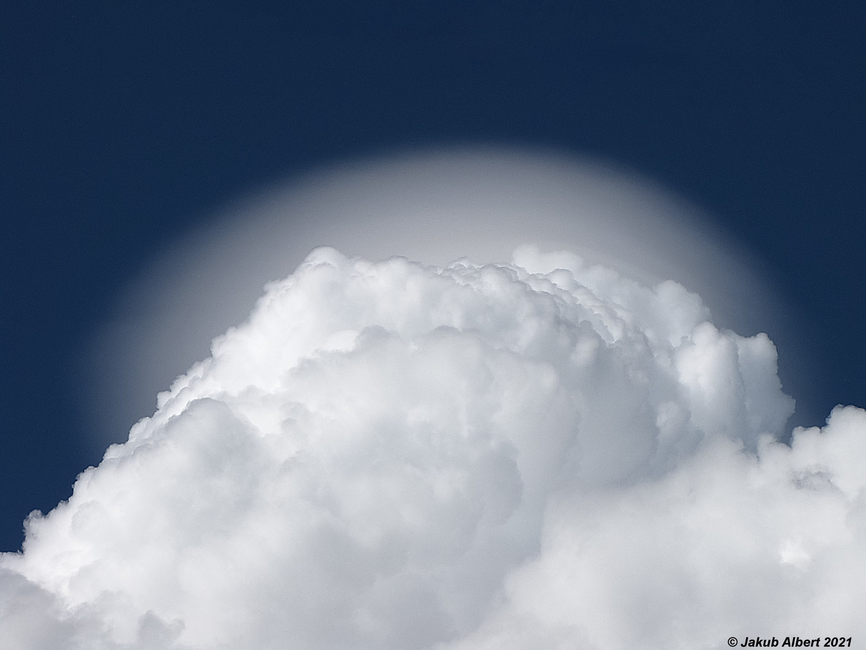 Pileus