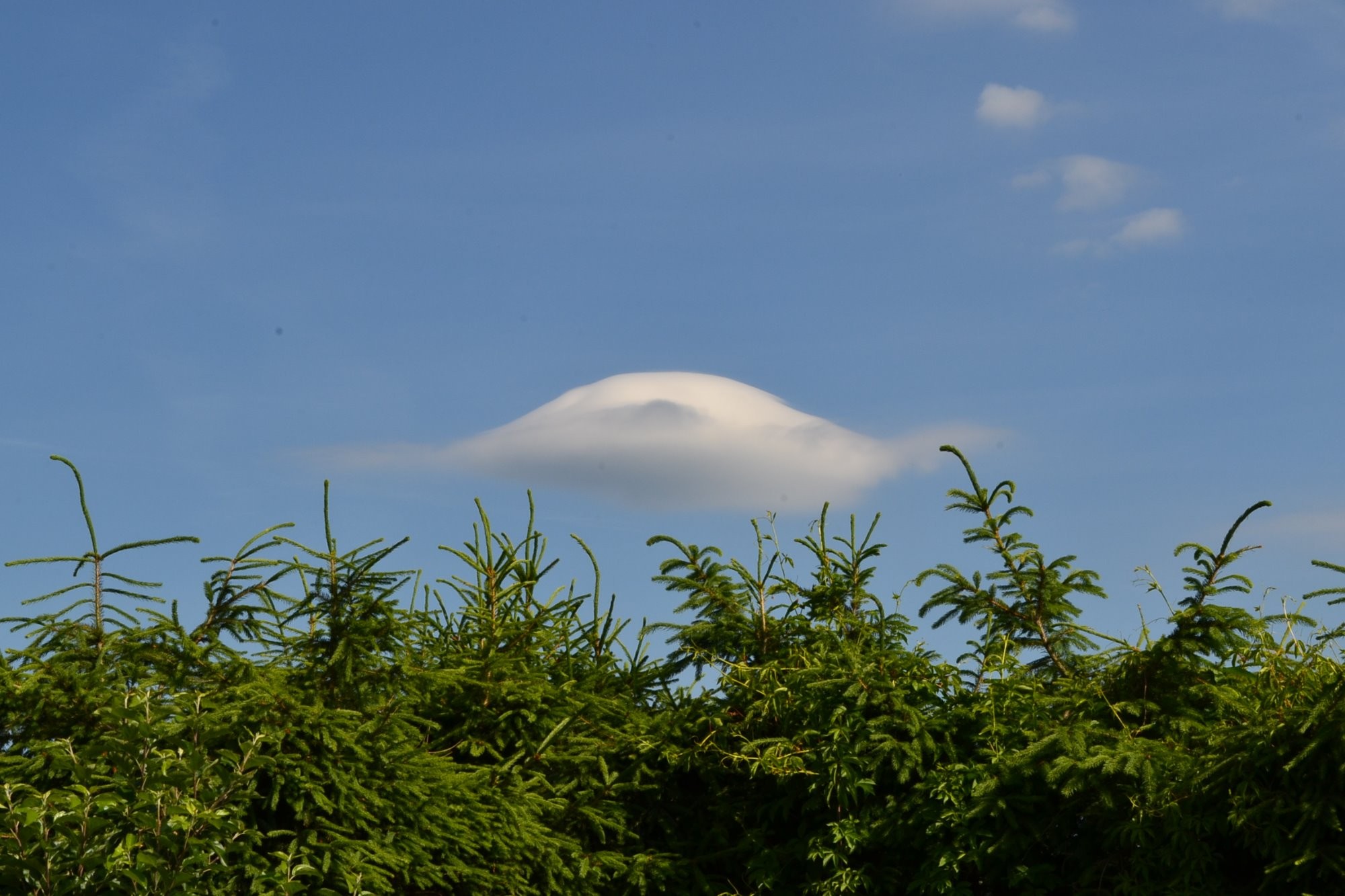 Lenticularis
