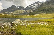 Bernina Pass
