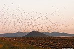 Hejno špačků a hrad Hazmburk