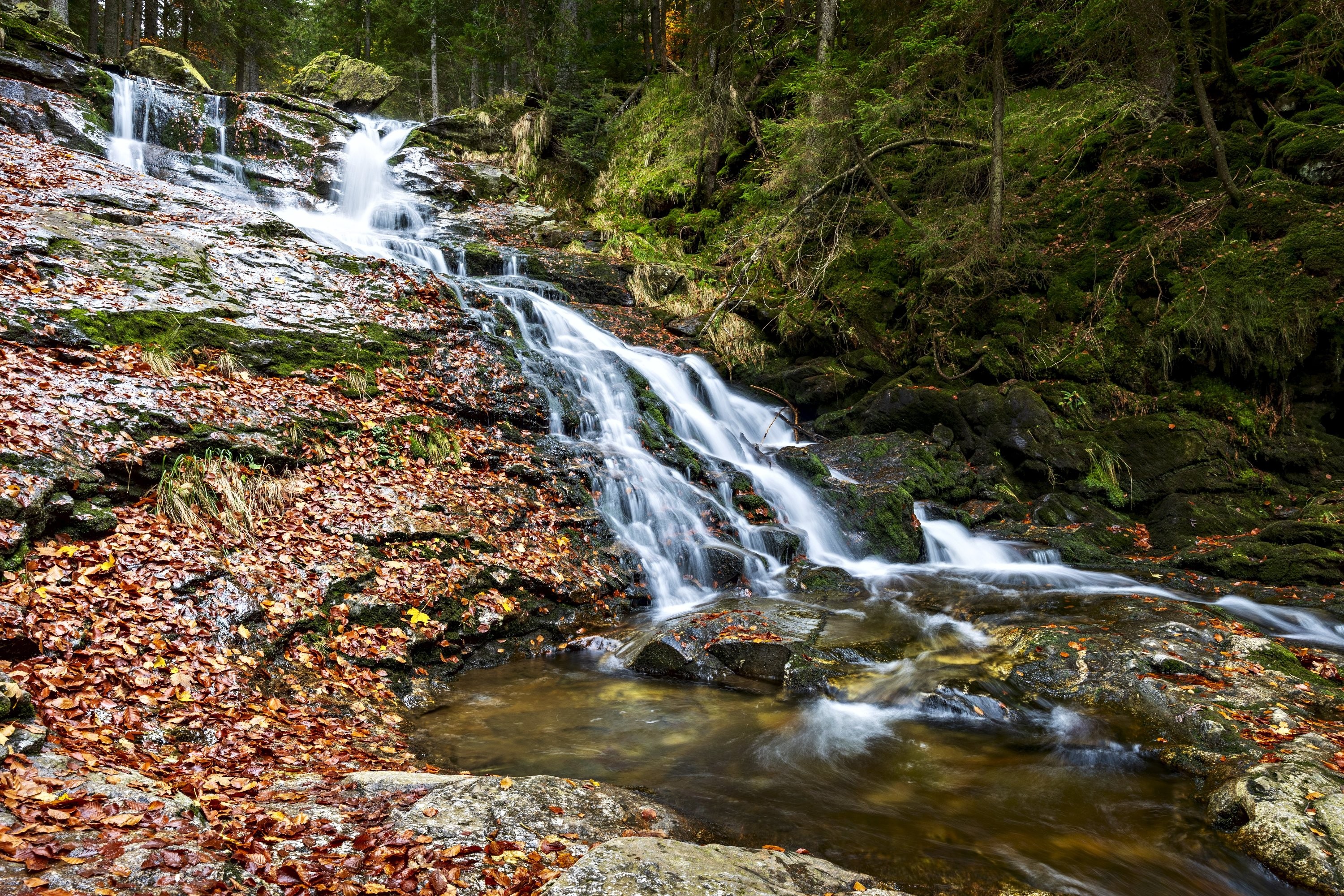 Rieslochfälle