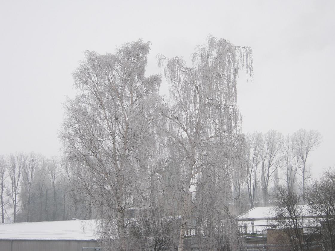 Polička