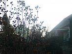 Třibřichy
