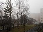 Borovina