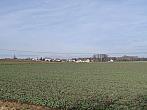 Třibřichy