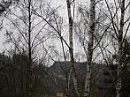 Borovina