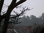 Borovina