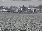 Třibřichy