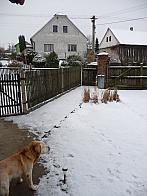 Třibřichy