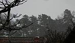 Borovina