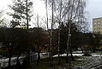 Borovina