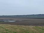 Třibřichy