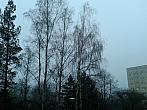 Borovina