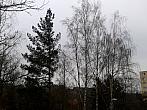 Borovina
