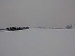 Kvasice