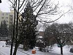 Borovina