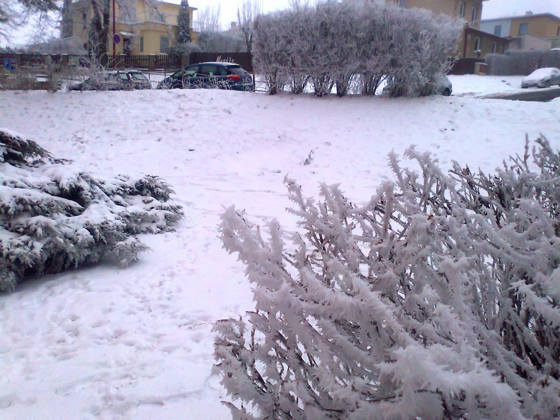 Borovina