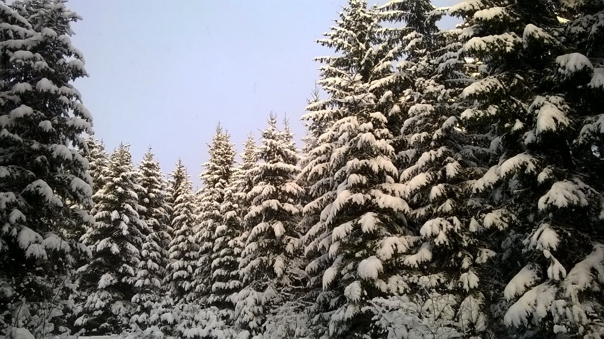 Proseč nad Nisou