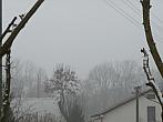 Třibřichy