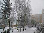 Borovina