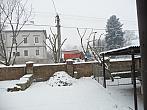 Třibřichy