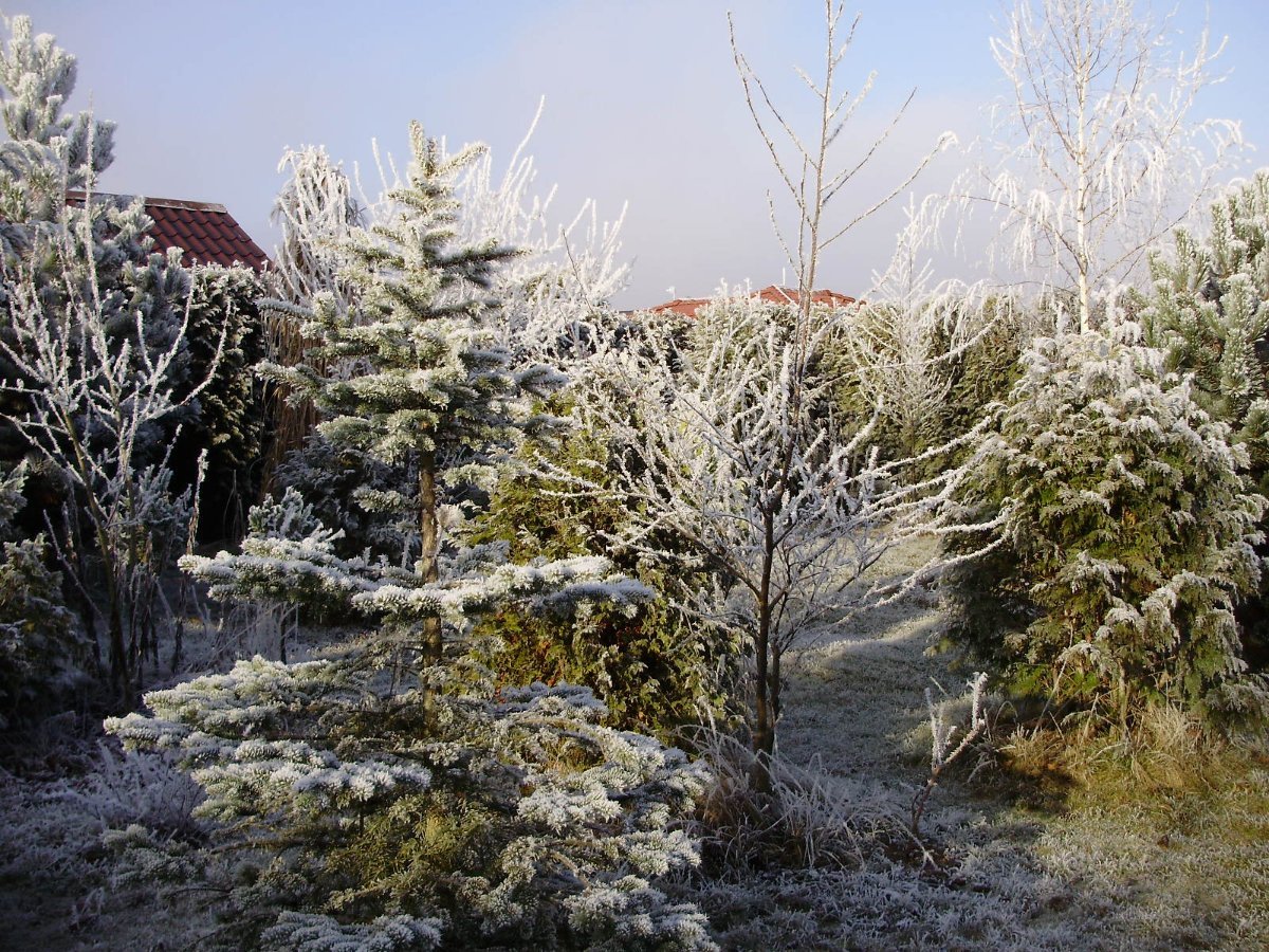 Zlatá