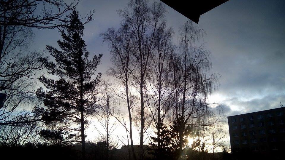 Borovina