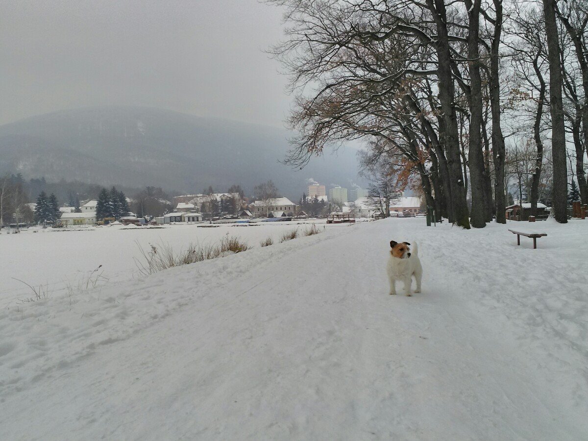 Osek