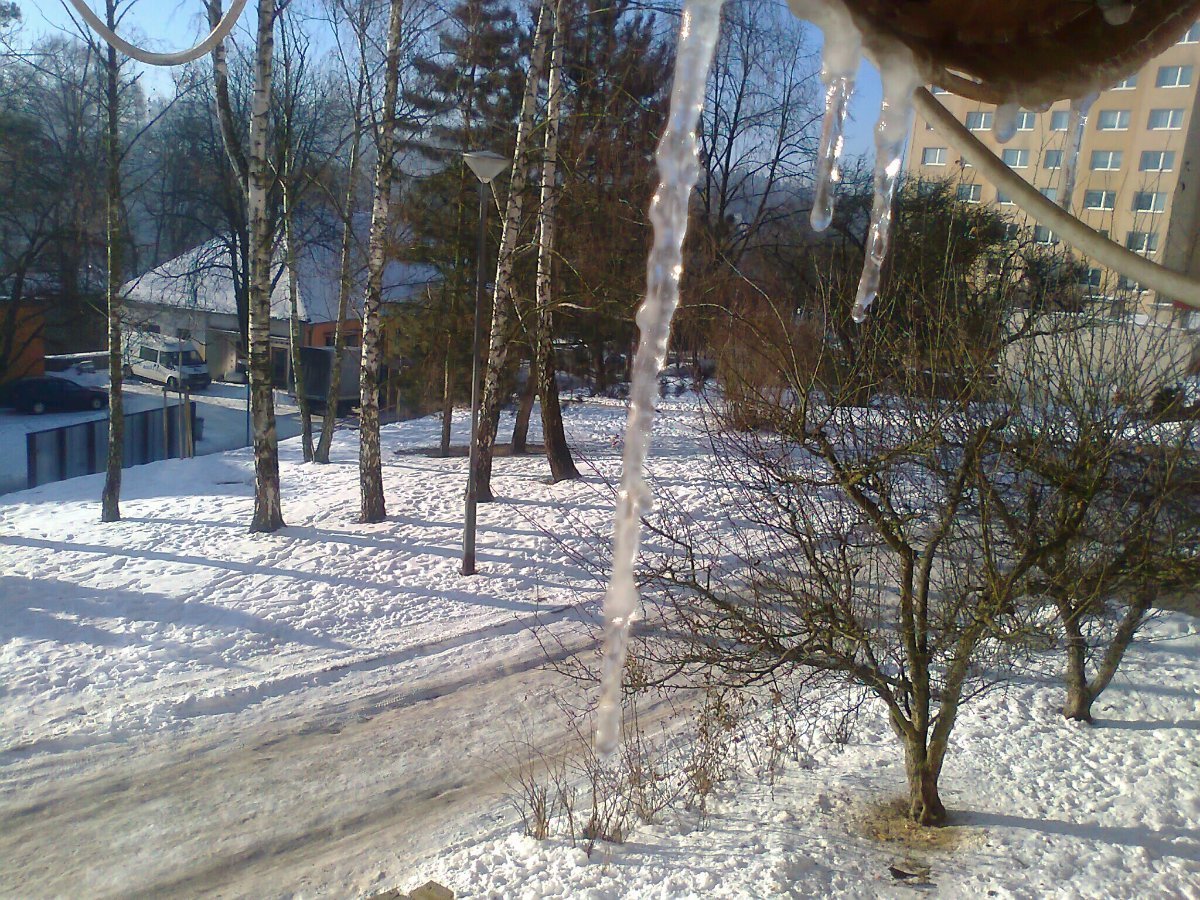 Borovina