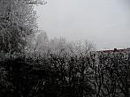 Třibřichy